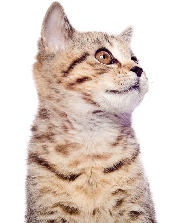 Purina World Animal Day Quiz